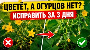 ПУСТОЦВЕТ на огурцах: почему нет завязей и что срочно сделать за 3 ДНЯ?!