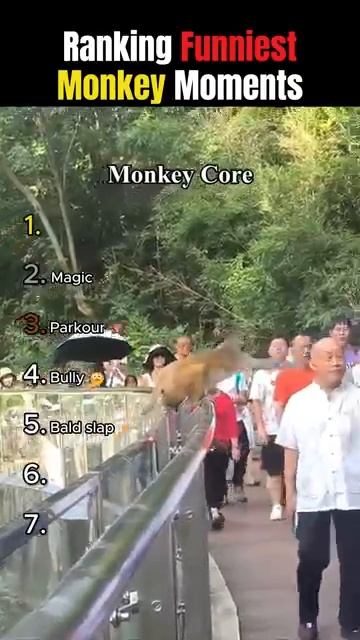 ОНИ СМЕШНЕЕ ЛЮБОГО КОМЕДИЙНОГО ШОУ 🐒 Лучшие моменты с обезьянами 🤣 Ранки 2026 🔥