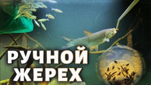 РУЧНОЙ ЖЕРЕХ И 200 ВЕРХОВОК