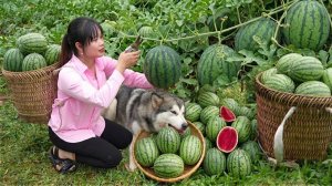 Тяжелый день на ферме: сбор урожая, продажа на рынке и катастрофа с прудовой рыбой.