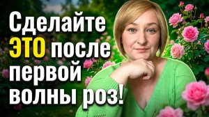 Розы зацветут в 2 раза пышнее в августе! Сделайте ЭТО с кустами роз в конце июня