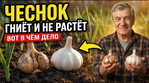 ЧЕСНОК ГНИЁТ И НЕ ВЫРАСТАЕТ | НАШЁЛ ПРИЧИНУ — никто об этом не говорит