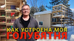 Как устроена моя голубятня