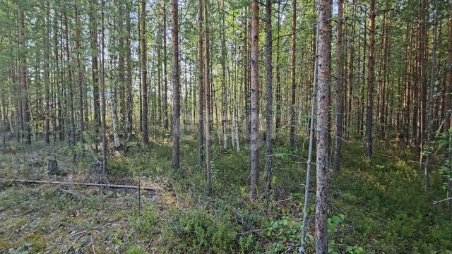 12662840 Сурмятино смотреть онлайн