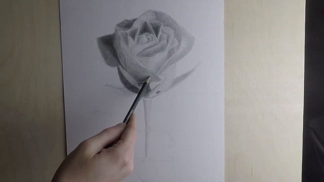 Как нарисовать розу. Рисунок розы смотреть онлайн