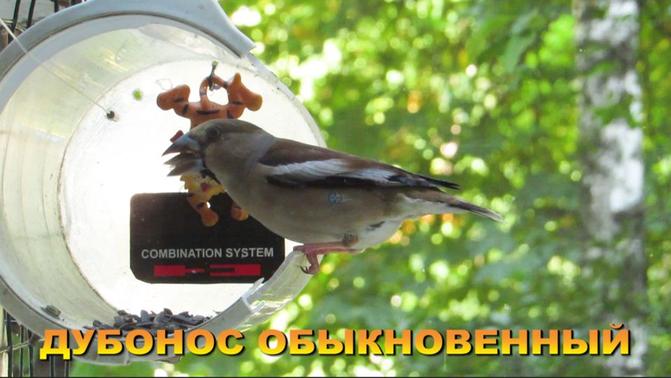 ДУБОНОС ОБЫКНОВЕННЫЙ /30 июня 2026/ смотреть онлайн
