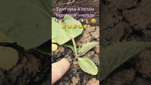 Сразу с квартиры на задний дворик, слимаки 🐌 жрут всё 🤑🤠😈☠️🐌🐌🍳