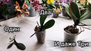 Я удивлена❗Один, два и даже три орхидеи из одной!