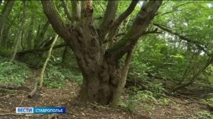 С 1 по 20 июля на Ставрополье запретят въезд в леса на машинах и шашлыки