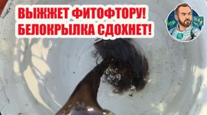 🔥 Шок-рецепт! ЧЕРНЫЙ РАСТВОР от фитофторы и вредителей своими руками! 🍅