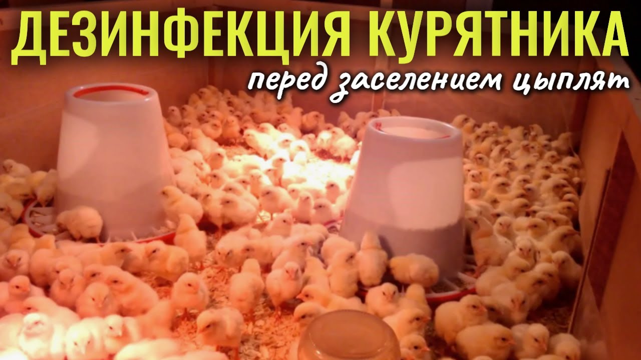 Дезинфекция курятника МАРГАНЦОВКА и ГАШЁНАЯ ИЗВЕСТЬ, заселение ЛОМАН БРАУН в курятник смотреть онлайн