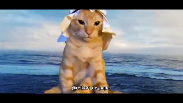 Индийский кот Indian cat