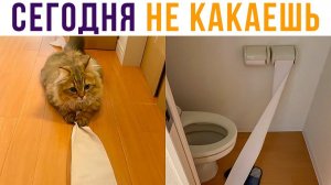 Какать отменяеца) Приколы с котами