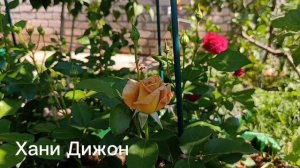 Начало цветения роз 30.06.26
Исцеляющая Сила Жизни