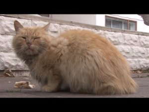 Дневные новости от 27 ноября 2018 года