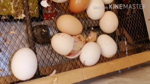 Выведение цыплят в домашних условиях