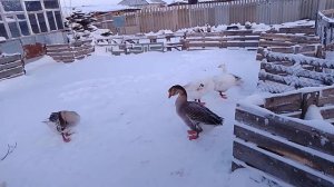 14 декабря, сарай для гусей