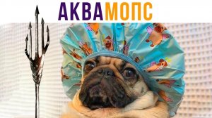 АкваМОПС))) Приколы с собаками