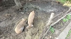 Новый загон для свиней