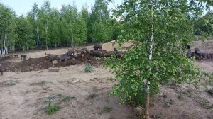 Охота на Кабана 🐗