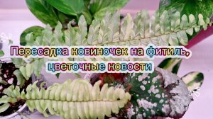 Пересадка новиночек на фитиль, цветочные новости
