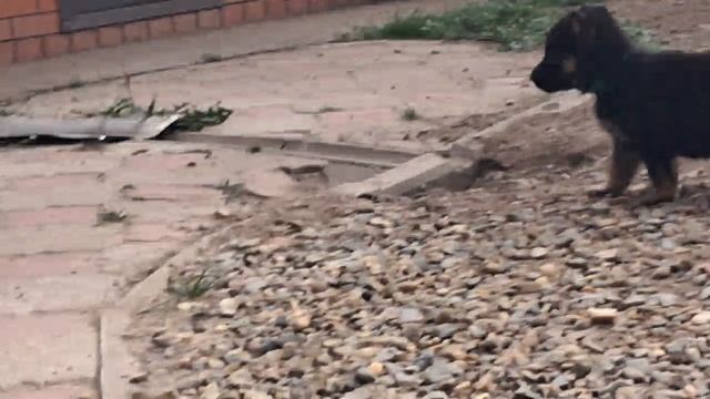 Баларис Я3,  1 месяц 10 дней.