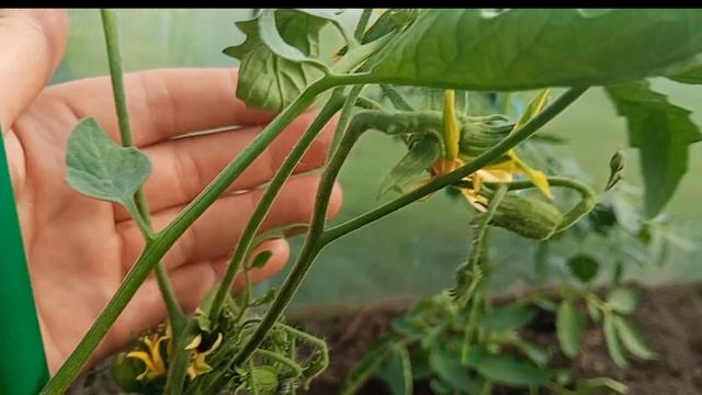 Обзор теплицы томатов,где нет помидор 🍅 Что растёт? смотреть онлайн