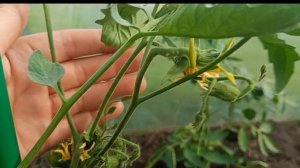 Обзор теплицы томатов,где нет помидор 🍅 Что растёт?