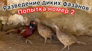 Разведение диких фазанов в домашних условиях. Какая пища нужна диким фазанам???