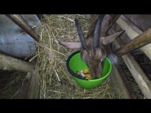 Кормушка для коз. Наши ошибки