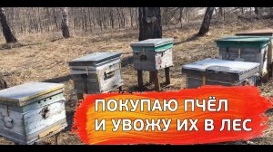 Покупаю пчёл и ставлю их в лесу - пасека МёдВедь