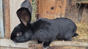 СОДЕРЖАНИЕ КРОЛИКОВ🐇РАЗВЕДЕНИЕ КРОЛИКОВ🐇🐰🐰🐇🐰