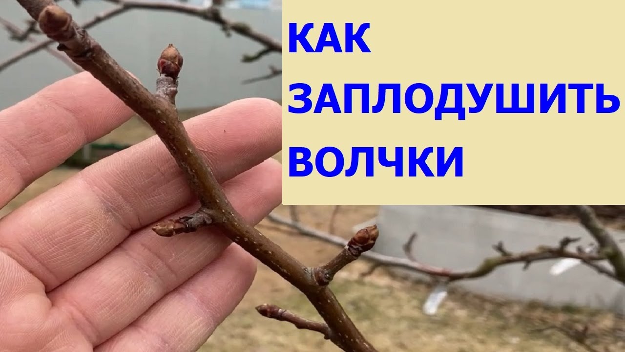 Как получить плодовые веточки из волчковых (жировых) побегов смотреть онлайн