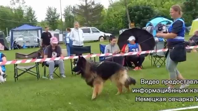 ОТКРЫТЫЙ КОБЕЛИ ДШ / КЧК УФА 6 июня`26 З.Данильченко Моно немецких овчарок