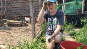 30-06-2026 Ползаю по огороду / деревенская жизнь.