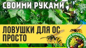 Ловушки для ос своими руками.  Защищаем ягоды от ос