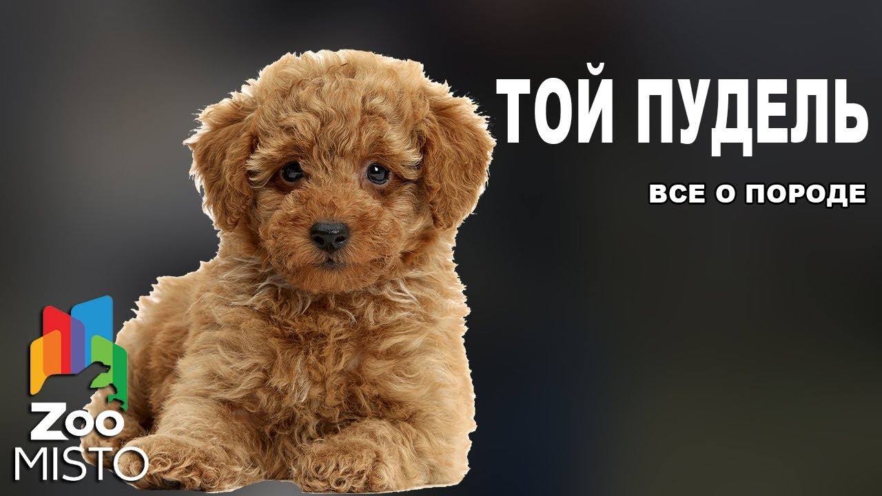 Той пудель - Все о породе собаки | Собака породы той пудель смотреть онлайн