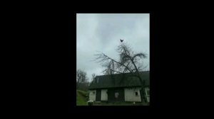 Курица орёт на дереве мем #смешно#мем#мемы
