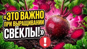Свекла попрёт как на дрожжах! Полный гид для дачников