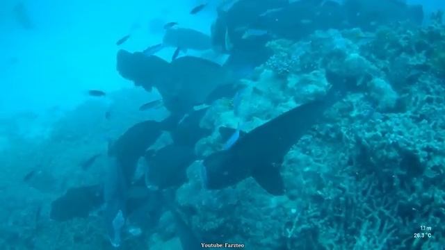 Красном море. Скрытая угроза. смотреть онлайн