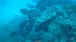 Красном море. Скрытая угроза.