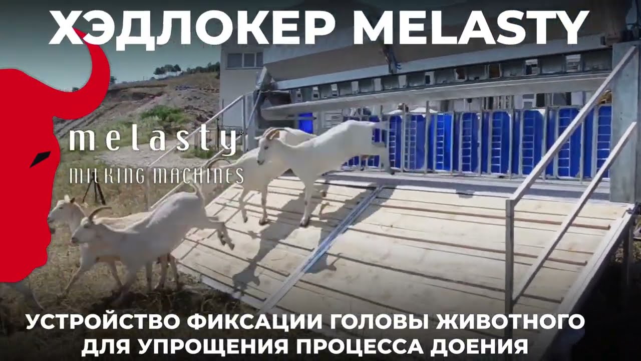 Хэдлокеры фирмы Melasty производятся уже более 5 лет, надёжные помощники при доении животных! смотреть онлайн