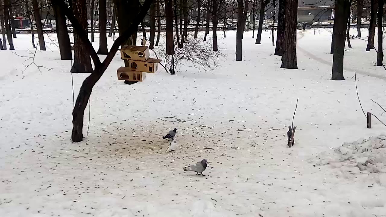 Птичья кормушка смотреть онлайн