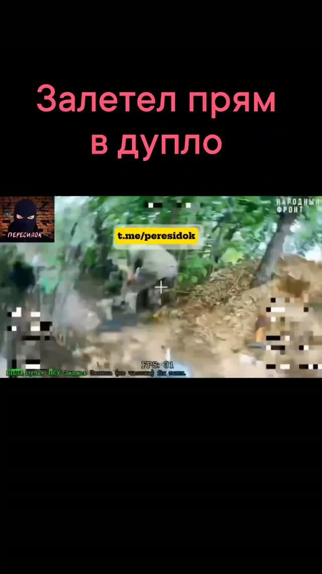 Влетел прямо в дупло