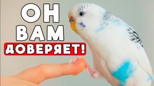 Как заставить волнистого попугайчика ДОВЕРЯТЬ вам