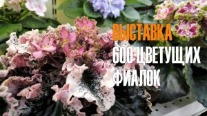 Выставка «Дарите женщинам цветы-2026» в Доме Фиалки Москва. 27 феарвля-9 марта 2026 г