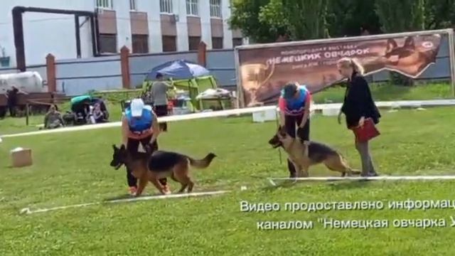 МОЛОДЫЕ СУКИ / КЧК УФА 6 июня`26 З.Данильченко Моно немецких овчарок