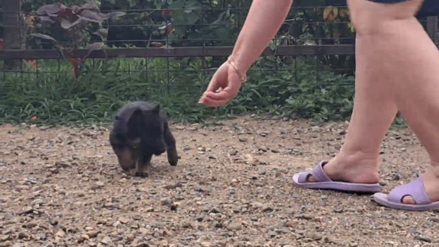Баларис Я2 СУКА,  1 месяц 10 дней.
