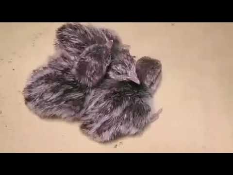 Разведение кеклика или горной куропатки | ИНКУБАЦИЯ И ВЫРАЩИВАНИЕ. смотреть онлайн