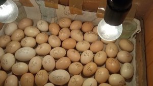 Это всё ложь и я обманываю?Вам виднее. Почему замирают зародыши в яйцах на 21день инкубации, причины